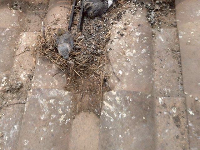 高松市での鳩の巣被害を受けた瓦屋根